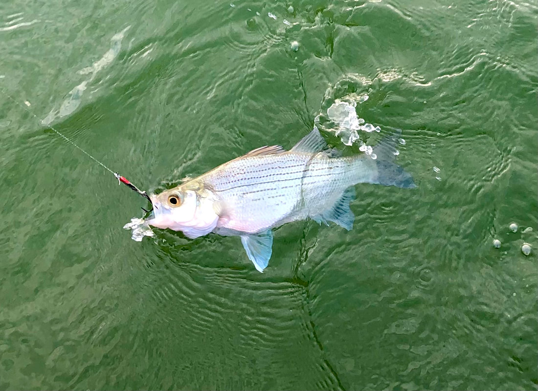 Top White Bass Lures You Need to Try This Season