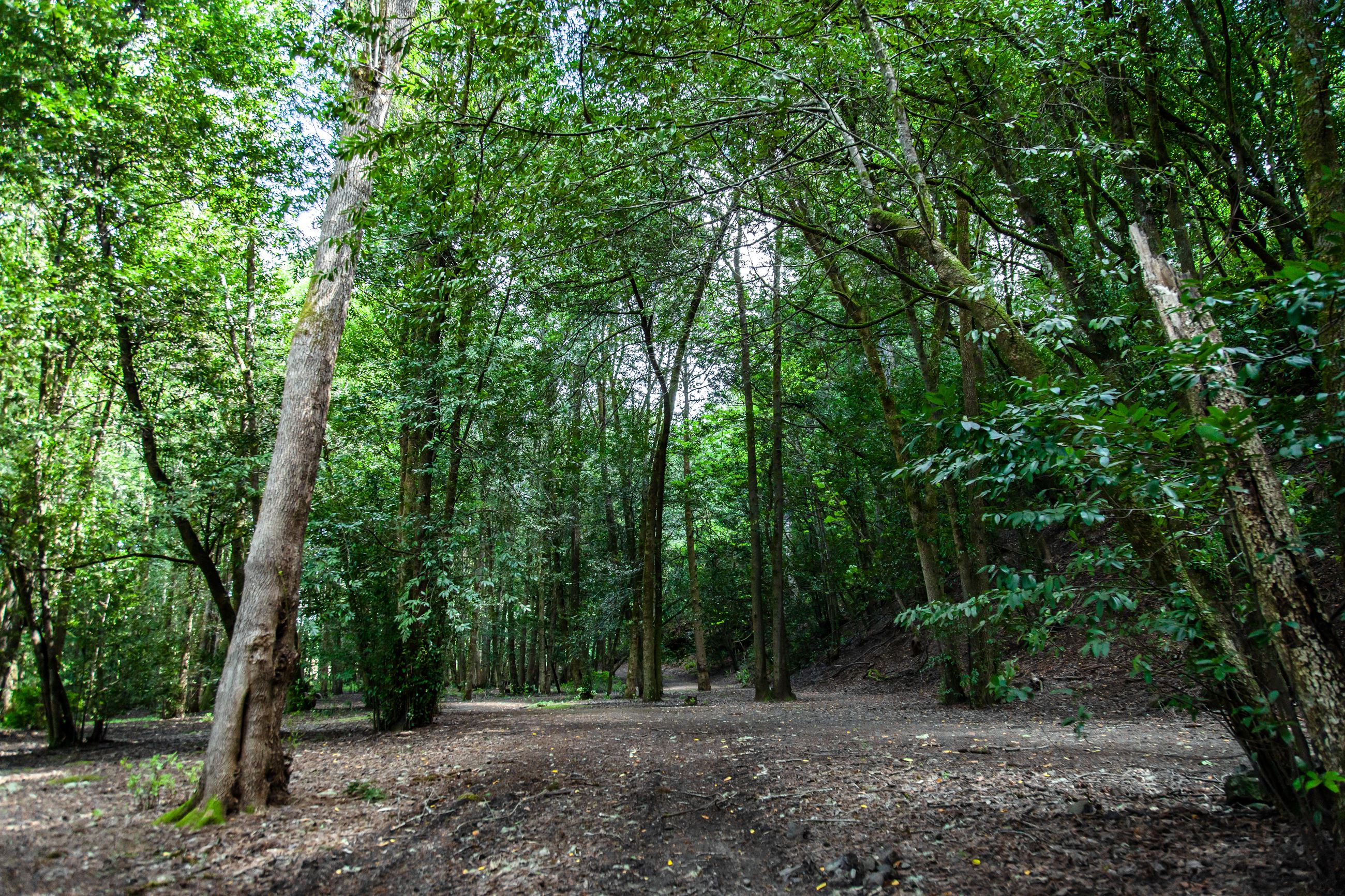 Explore the Beauty of John P. Amacher County Park Campground