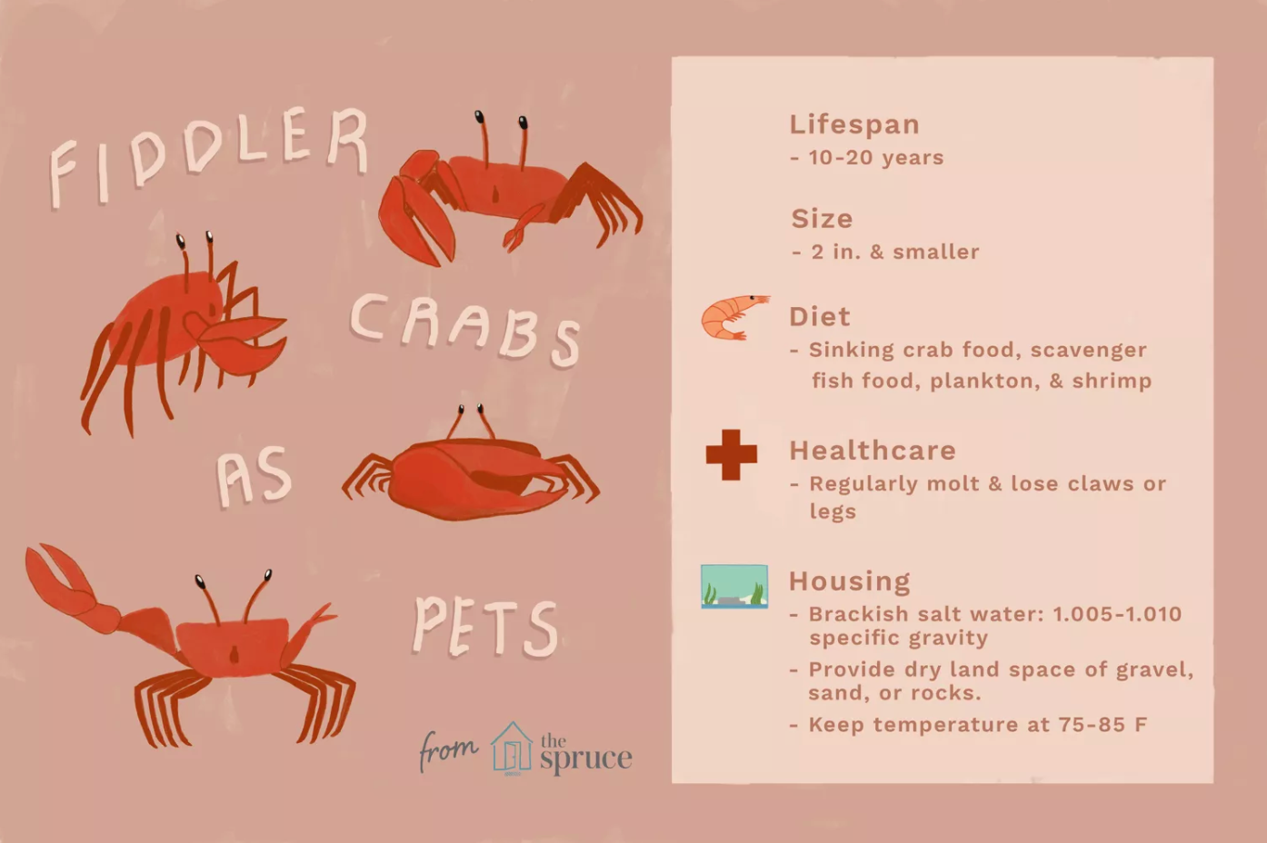 Fiddler Crab Season: Best Time to Catch and Enjoy Fiddler Crabs