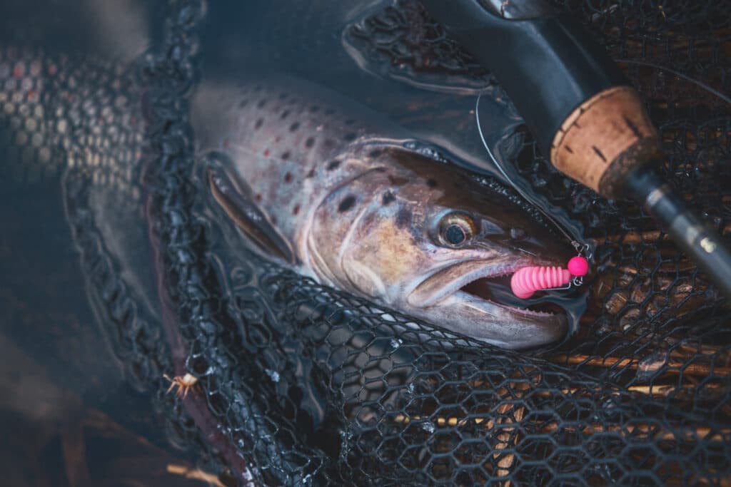 Ultimate Guide to Plastic Trout Worms: The Best Options for Success in 2023