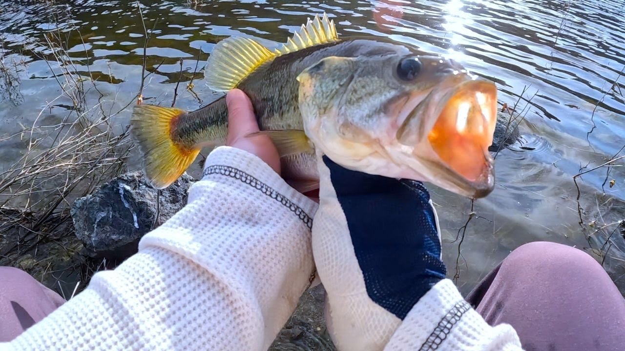 Coyote Lake Fishing Guide: Bass, Trout, and More