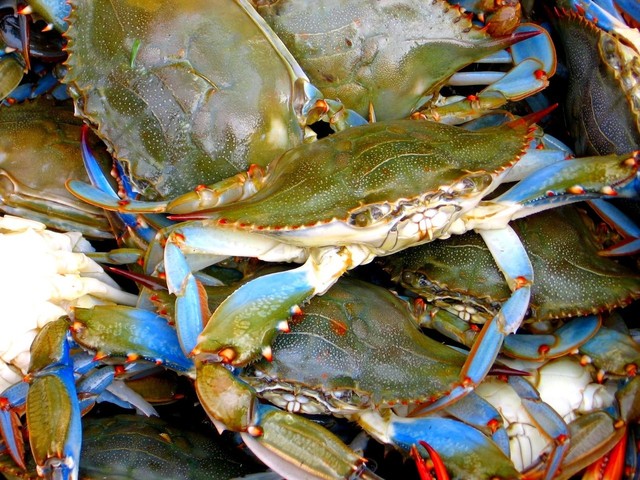 Best Tide for Crabbing: The Ideal Time to Catch Crabs