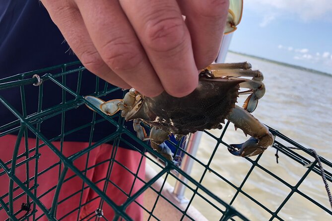 Crabbing in Ocean City: Your Ultimate Guide to a Fun and Affordable Day Out