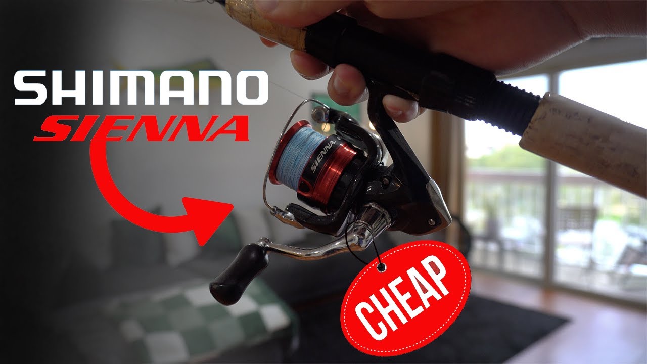 Shimano Sienna 2500 Fishing Reel Review: Best Budget Spinning Reel for Beginners