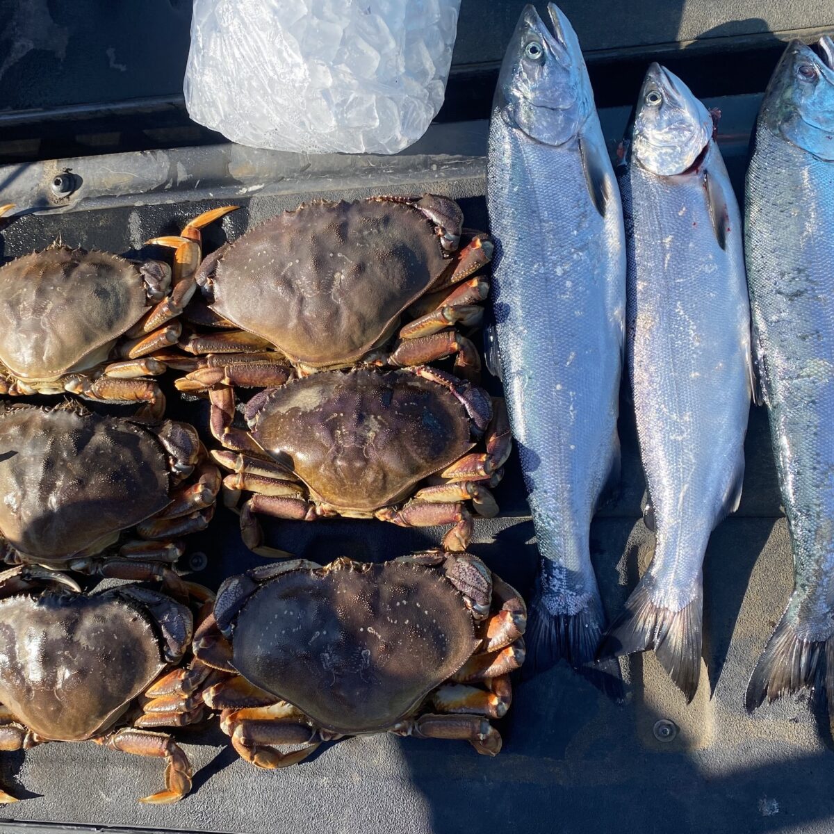 Best Crabbing in Deer Harbor Without a Boat: A Complete Guide