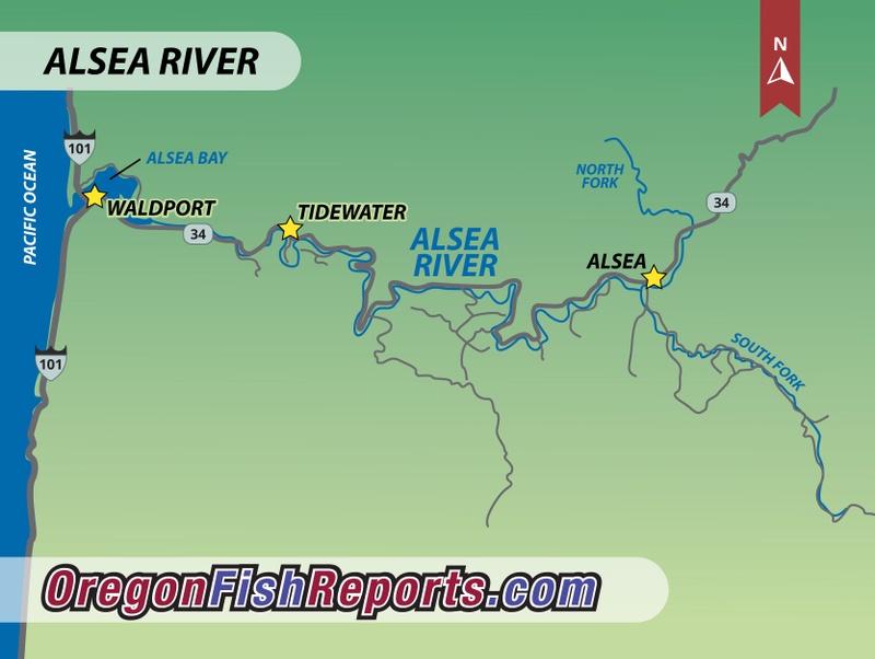 Alsea River Oregon Fishing Report: Steelhead & Chinook Salmon Updates