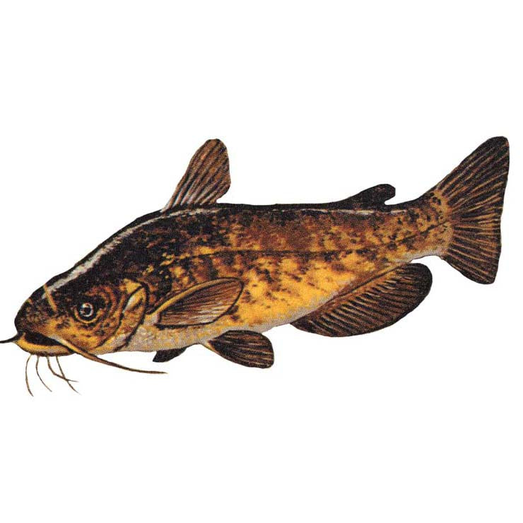 yellow bullhead catfish for sale