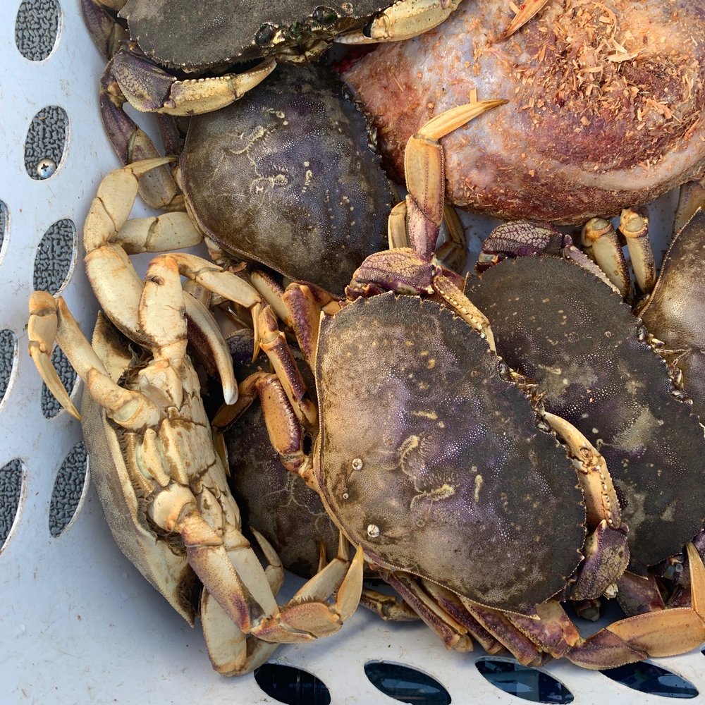 Best Crabbing in Depoe Bay: Top Tips & Best Locations for 2024