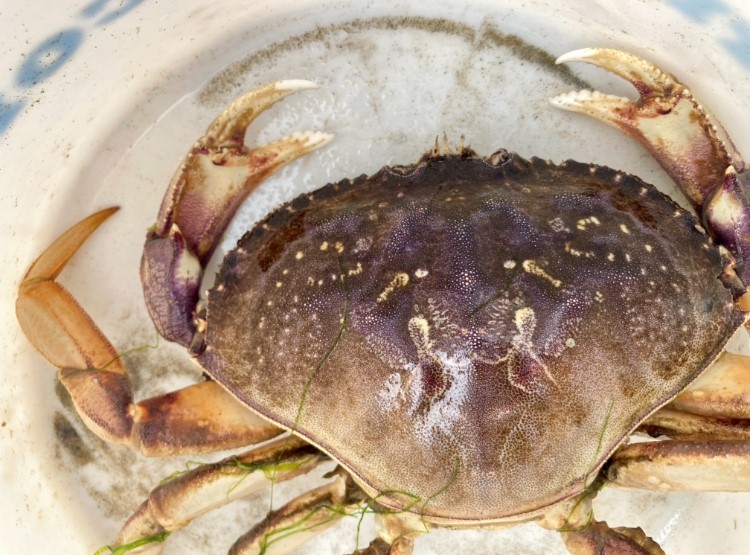 Top Tips for Crabbing in Depoe Bay, Oregon: How to Catch More Crabs