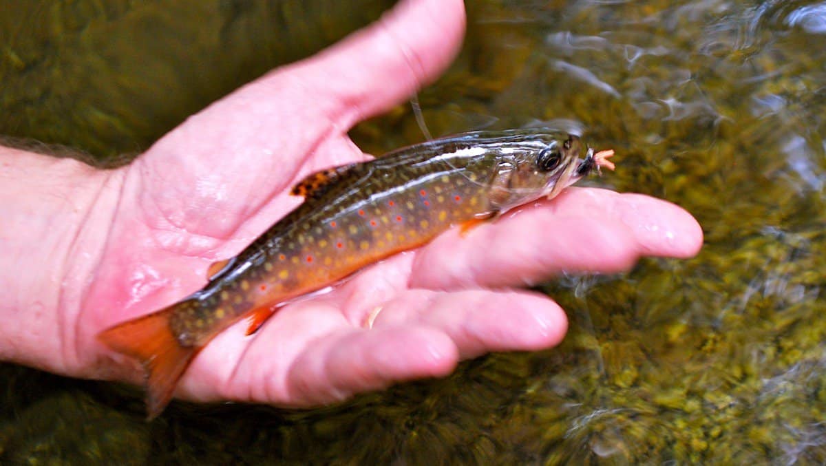 Ultimate Guide to Brook Trout Fishing in Oregon: Tips and Best Locations