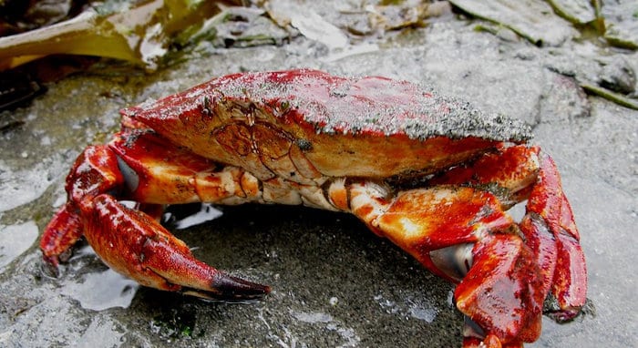 Top Crabbing Locations in Netarts Bay: Your Ultimate Guide to Oregon's Best Crab Spot