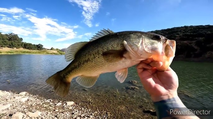 Top Fishing Spots at Coyote Reservoir: Bass, Trout, and Kokanee Fishing