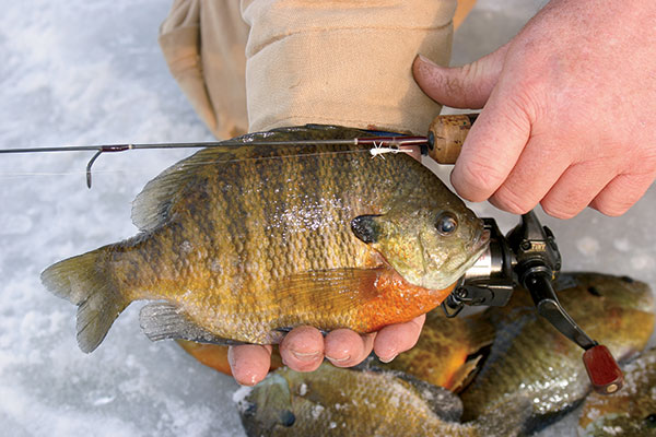 Finding the Best Panfish Rods: A Guide for Anglers