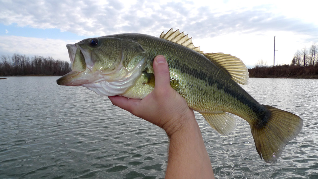 Do Bass Bite After Rain? Tips and Techniques for Success