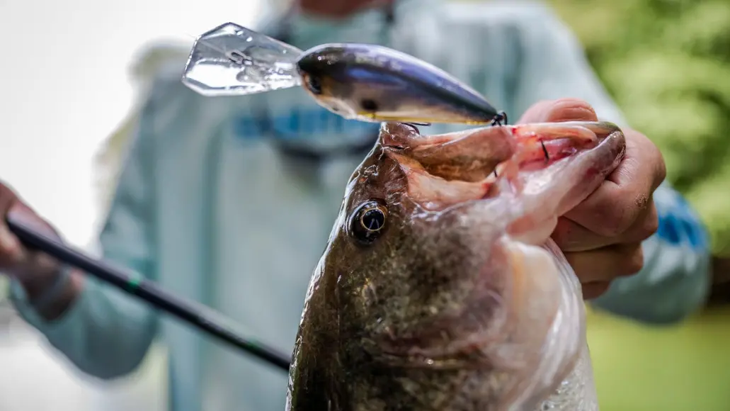 Top Bass Crankbaits for All Water Depths: Expert Picks & Reviews