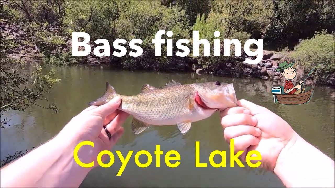 Coyote Lake Fishing Guide: Bass, Trout, and More