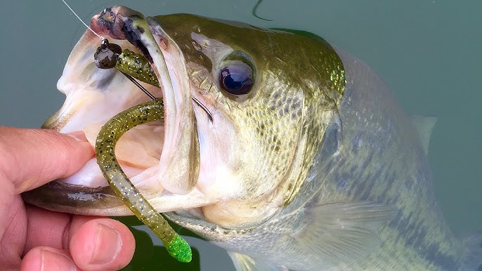 Top Bait Options for Loch Raven Reservoir in 2024: What Works for Bass and More