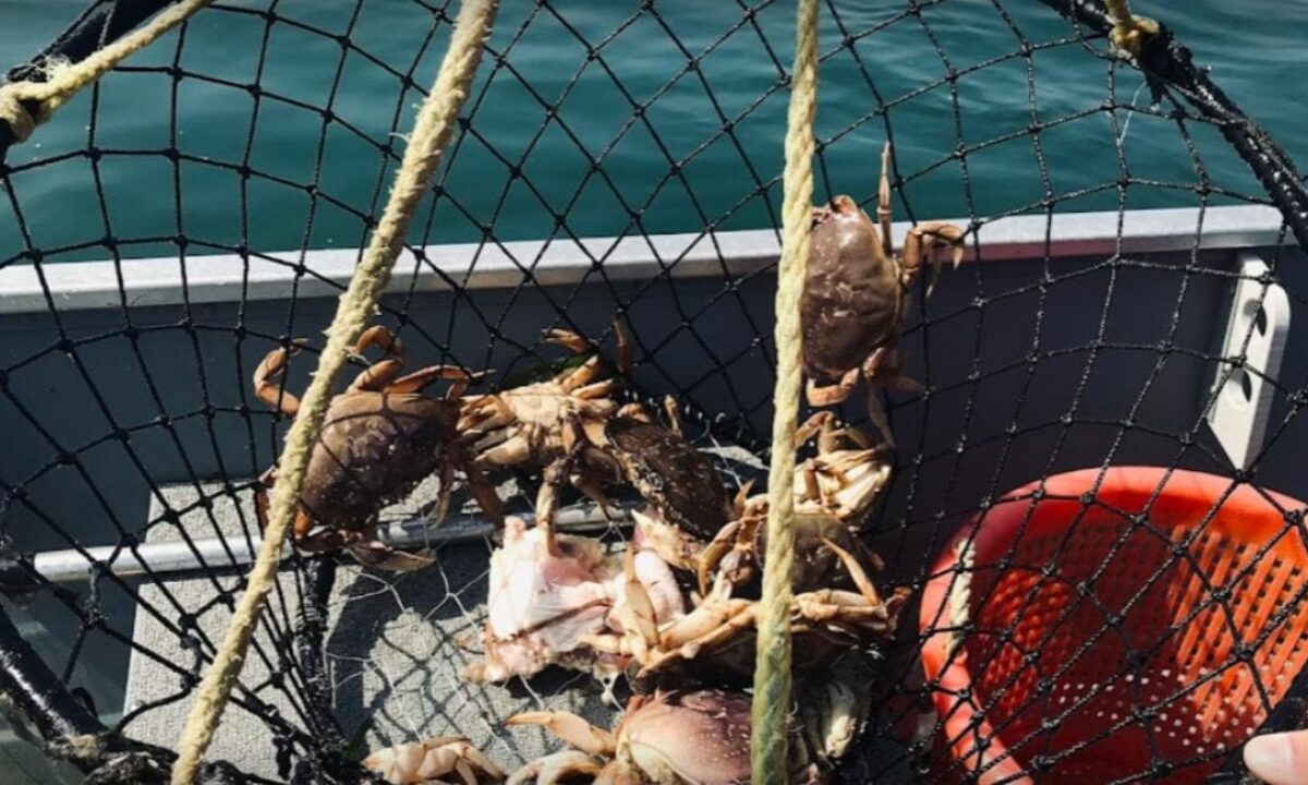 Best Crabbing in Deer Harbor Without a Boat: A Complete Guide