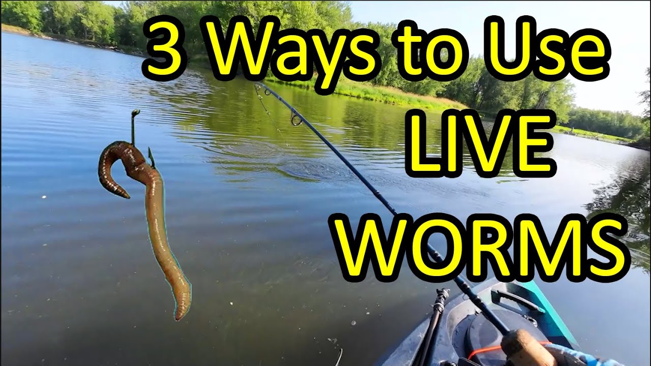 Best Live Worm Fishing Rigs for Successful Catching