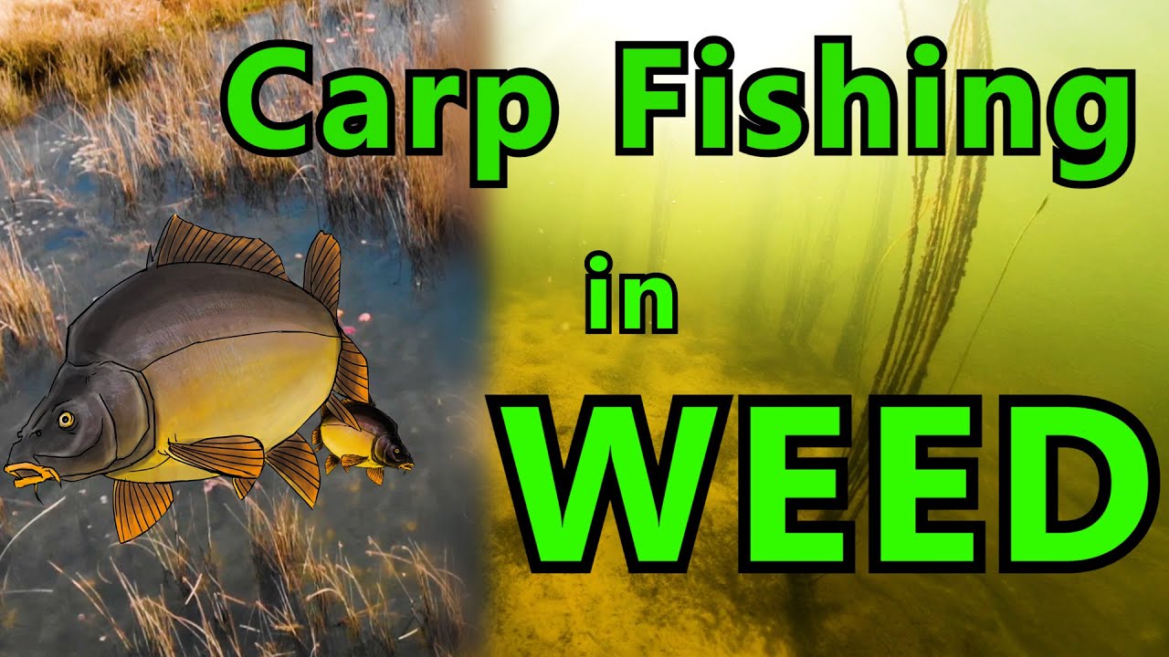 Top 5 Tips for Successful Weed Fishing