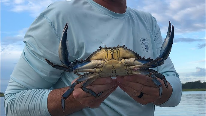 Crabbing at Barnegat Bay: Latest Report on Crabs and Tides