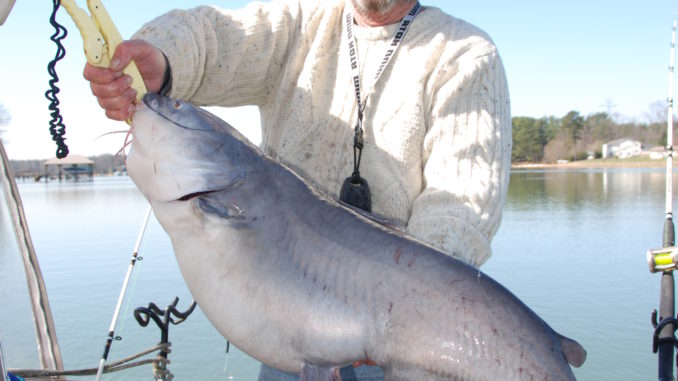 Lake Norman Catfish Fishing Update: Best Tactics for Success