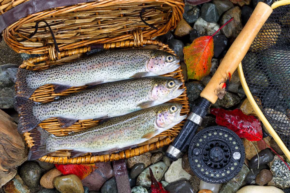 Best Trout Fishing Spots in Kentucky: A Complete Guide to Kys Top Locations