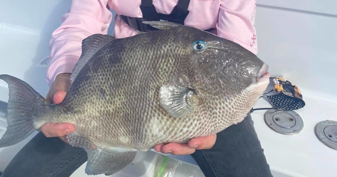 Virginia Beach Fishing Guide: Tautog, Triggerfish, and Sea Bass at Rudee Inlet