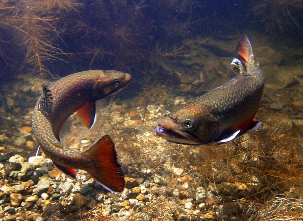 Maine Brook Trout: The Last Stronghold for Wild Brook Trout in the U.S.