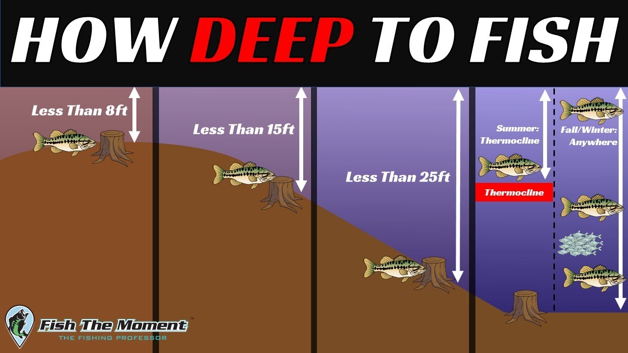 How to Use Thermocline Fishing Techniques for Better Bass Catching