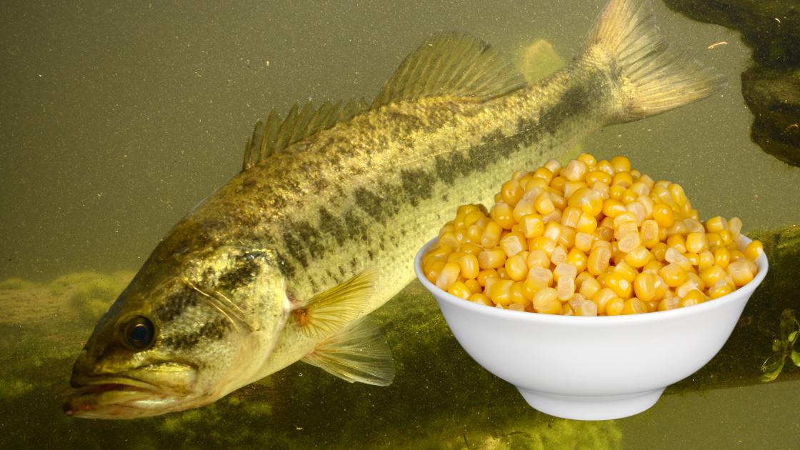 The Ban on Feeding Trout Corn: What Are the Legal and Ecological Reasons?