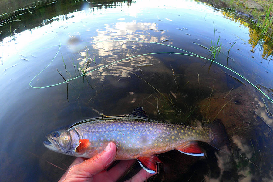 Where to Catch the Biggest Brook Trout in Utah: Best Lakes and Rivers