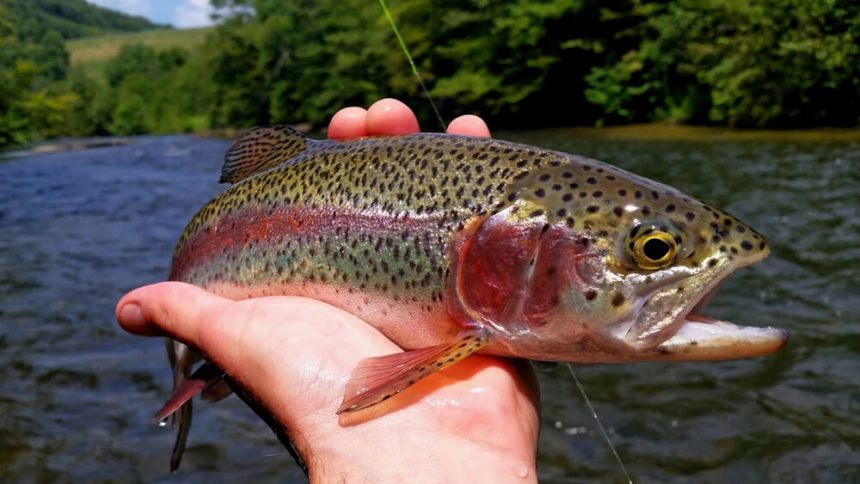 Wild Rainbow Trout vs. Stocked: Habitat, Diet, and Behavior