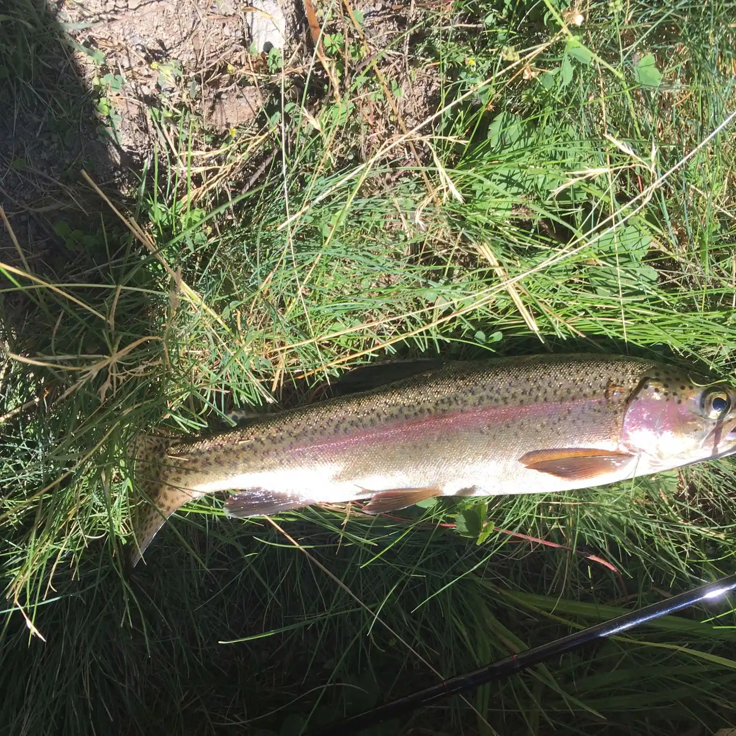 Little Deschutes River Fishing Guide: When and Where to Catch Fish