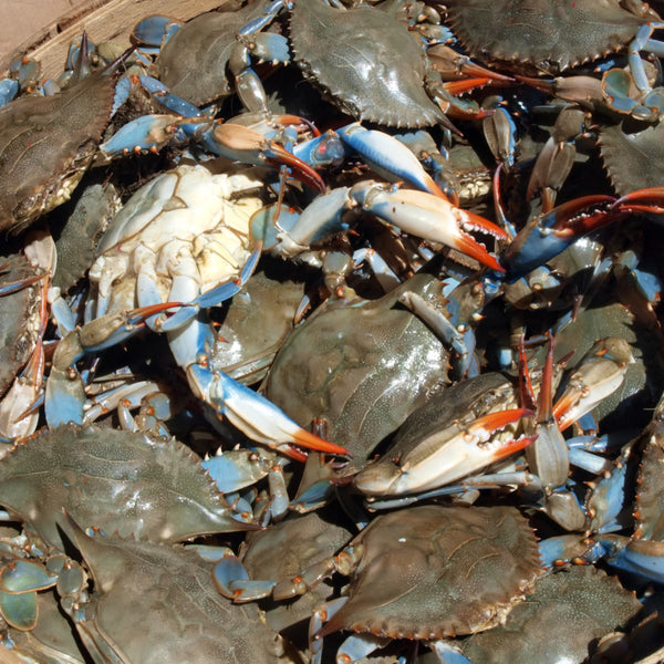 Crabbing on Kent Island: A Guide to the Best Locations and Tips