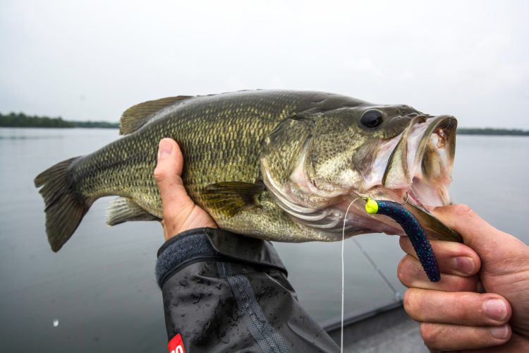 Clearwater Bass Fishing Guide: Best Spots, Techniques, and Gear for Success