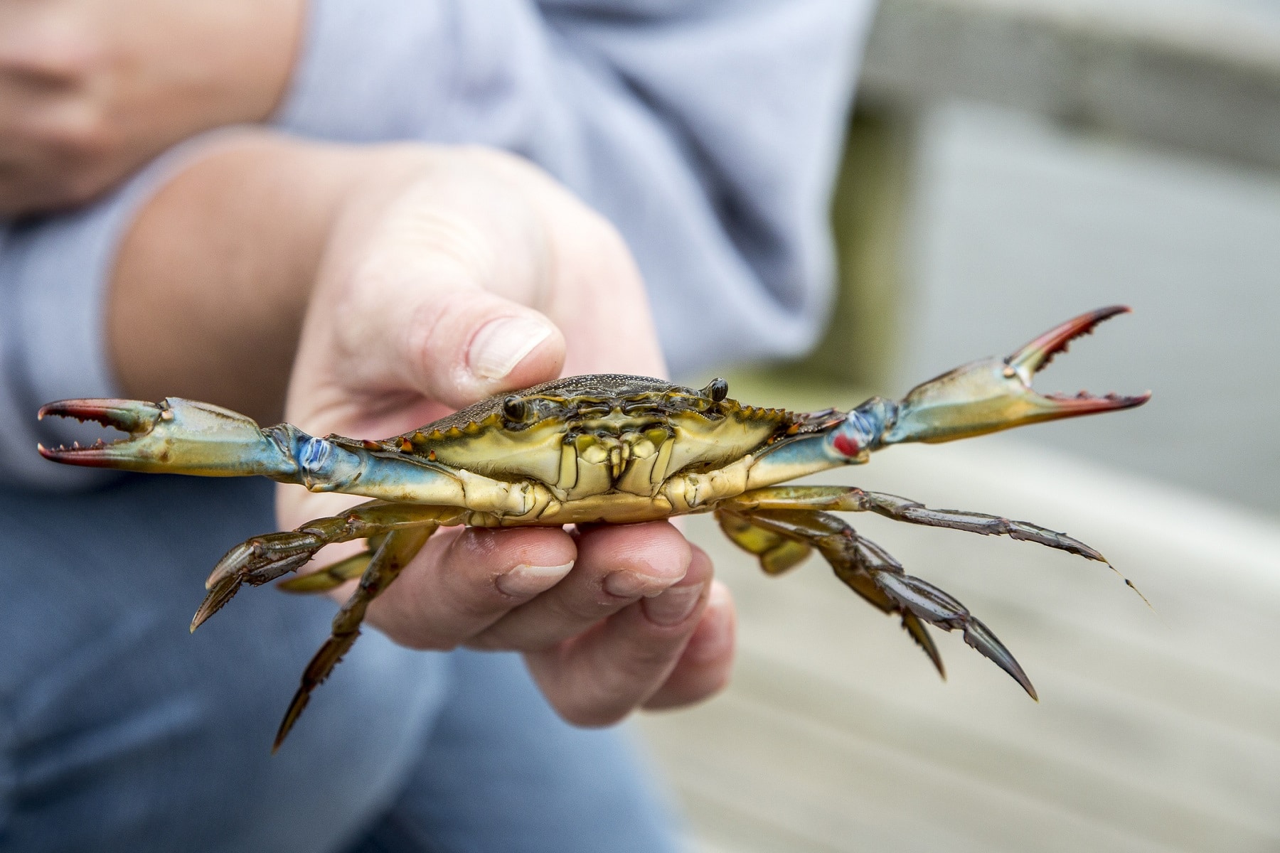 Best Time to Crab in Maryland: Peak Seasons for Blue Crabs