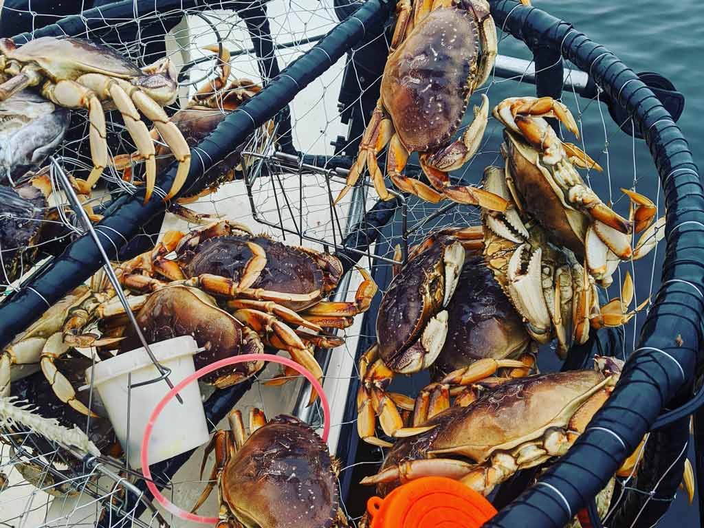 When Does Crabbing Season Start in Bodega Bay? A Complete Guide