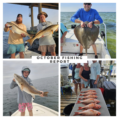 Weekly Destin Florida Fishing Report: What's Biting This Week in the Gulf