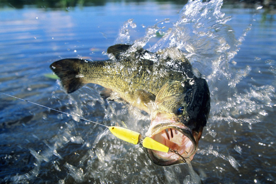 The Ultimate Guide to Fall Bass Fishing: Best Baits for Success