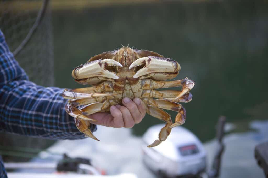 Discover Crabbing in Newport: Dungeness Crab Hotspots & More