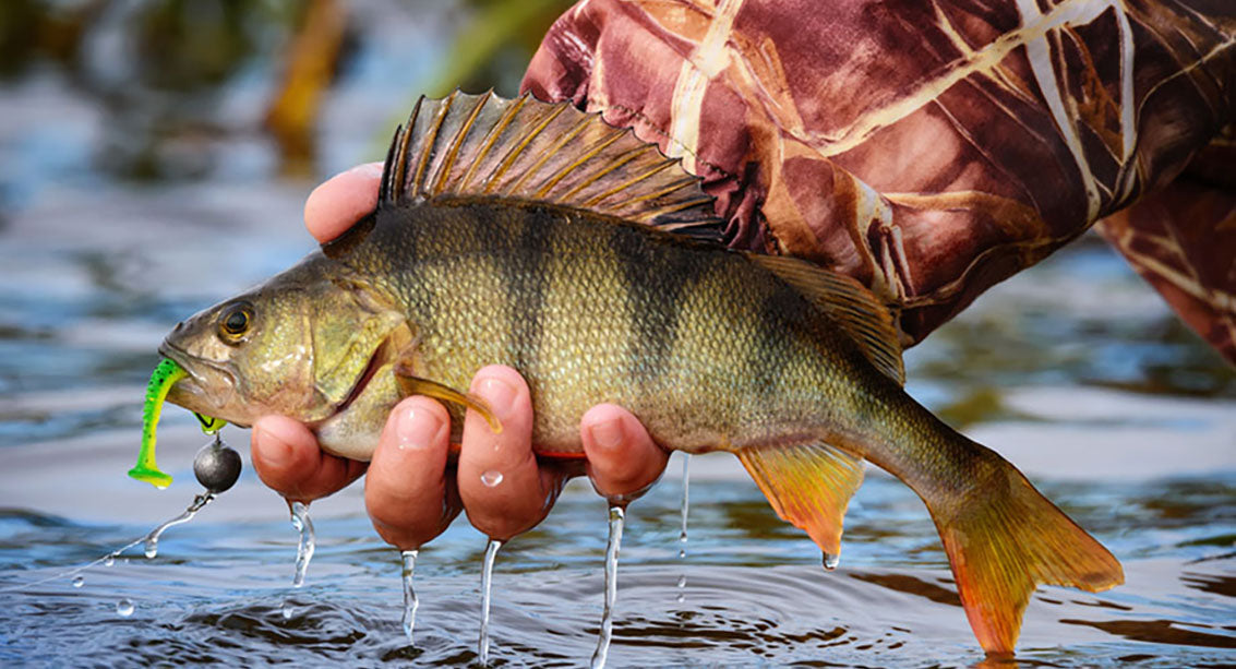 Jig and Worm Fishing Techniques Every Angler Should Know