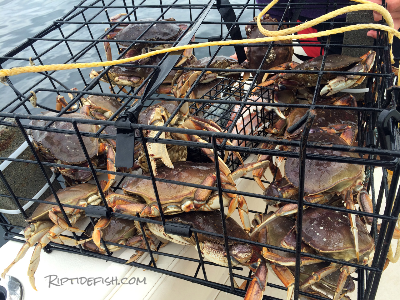 How Long to Leave Crab Traps Out for Best Results