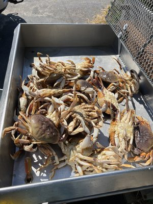 Explore Pacific City for Top Crabbing Adventures and Dungeness Crab Fishing