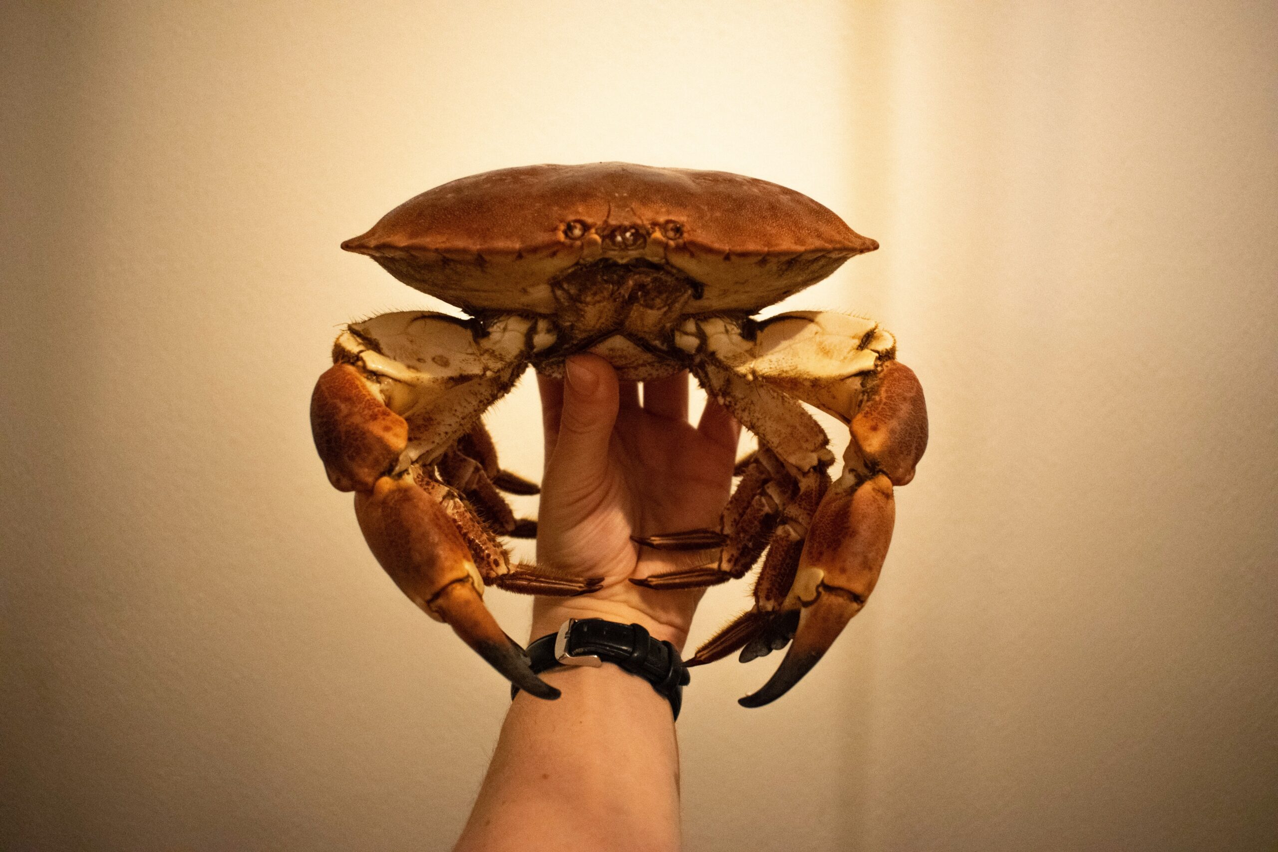 Crabbing in Newport, OR: Best Spots and Tips for a Successful Catch