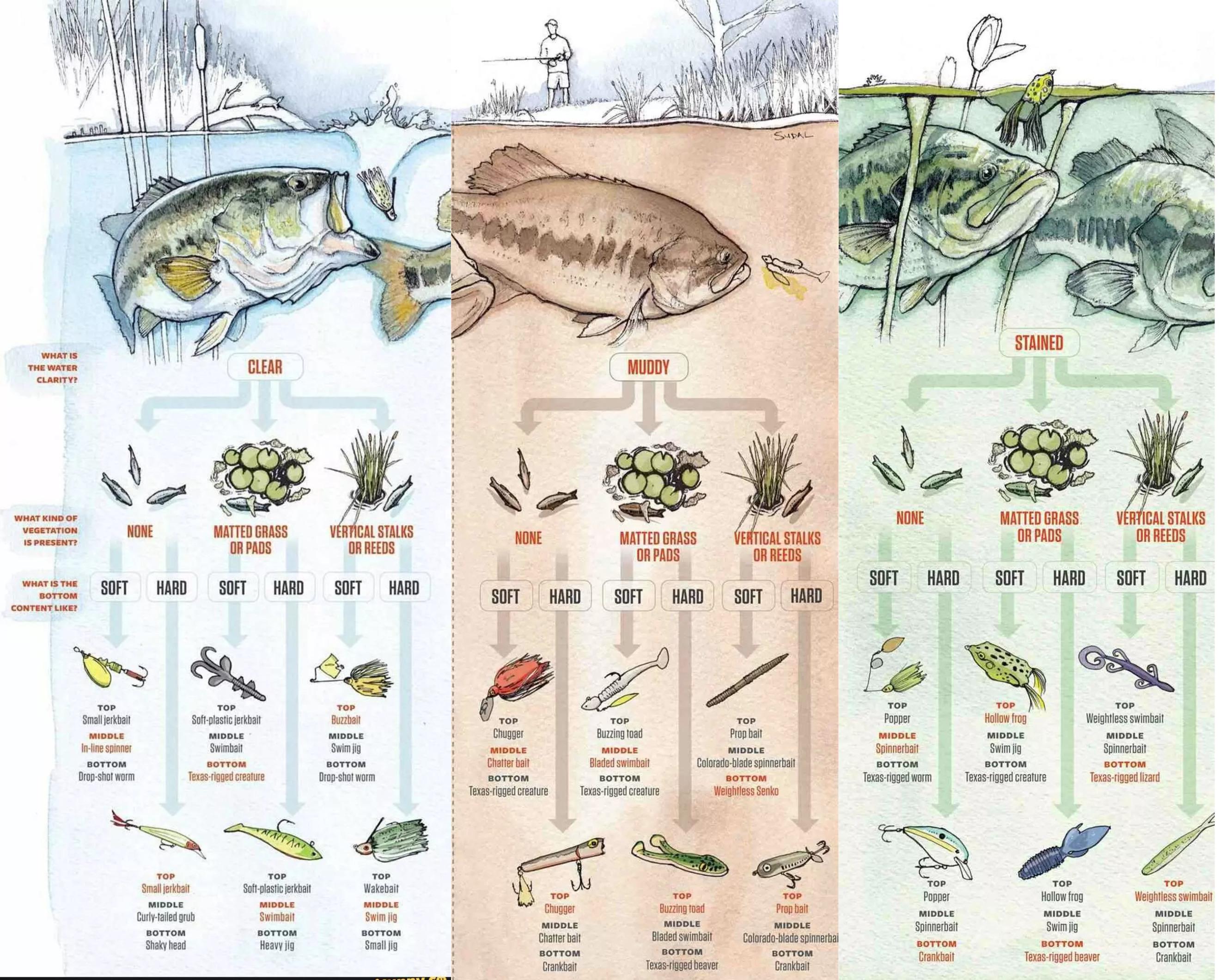 Best Lures and Baits for Bass Fishing: A Complete Guide