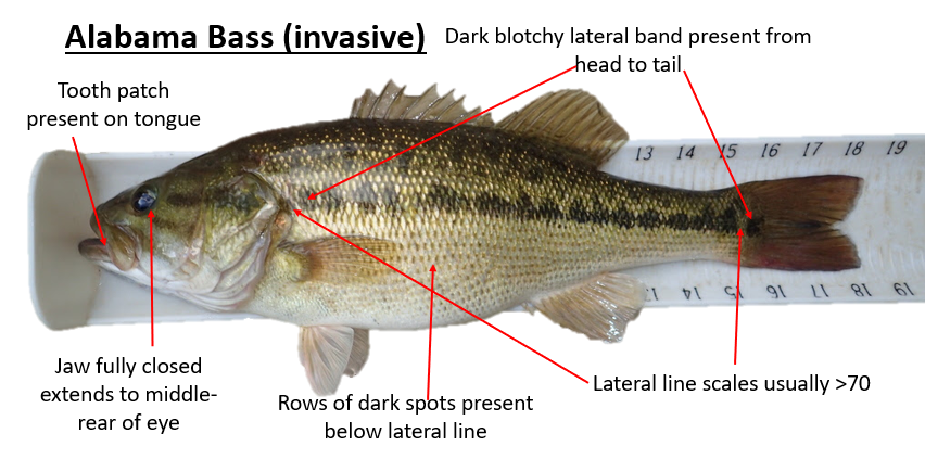 Alabama Bass Spawning Season: What You Need to Know