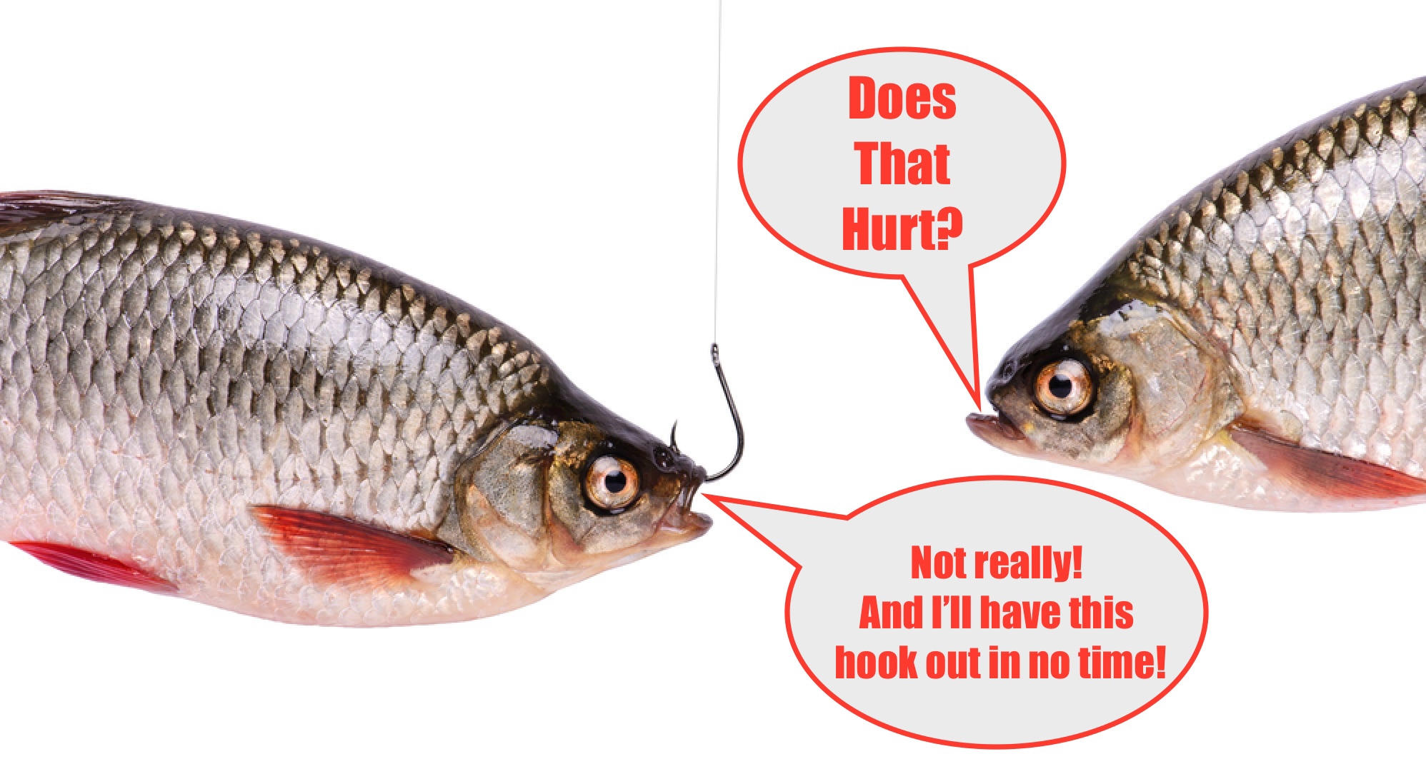 The Truth about Do Fish Hooks Dissolve in the Water?