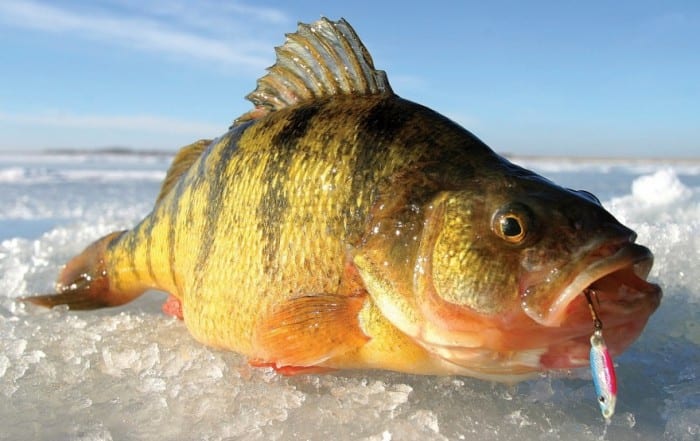 Lake Winnebago Fishing Report: Ice Conditions and Fish Activity