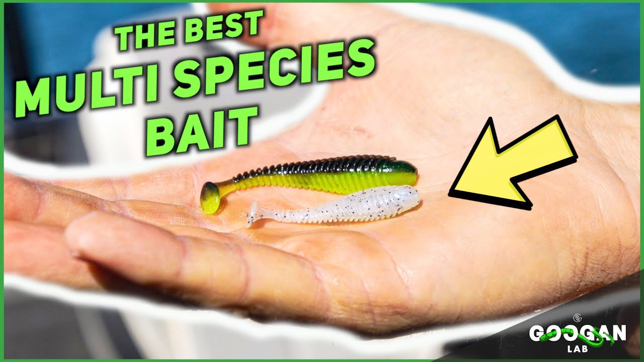 Catch More Fish! Best Multi Species Lures You Need Now